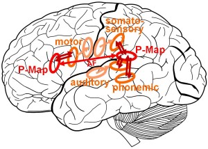 how the brain learns language