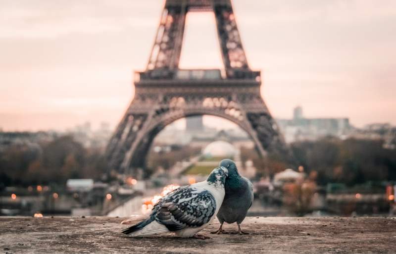 French pidgeons tour eiffel