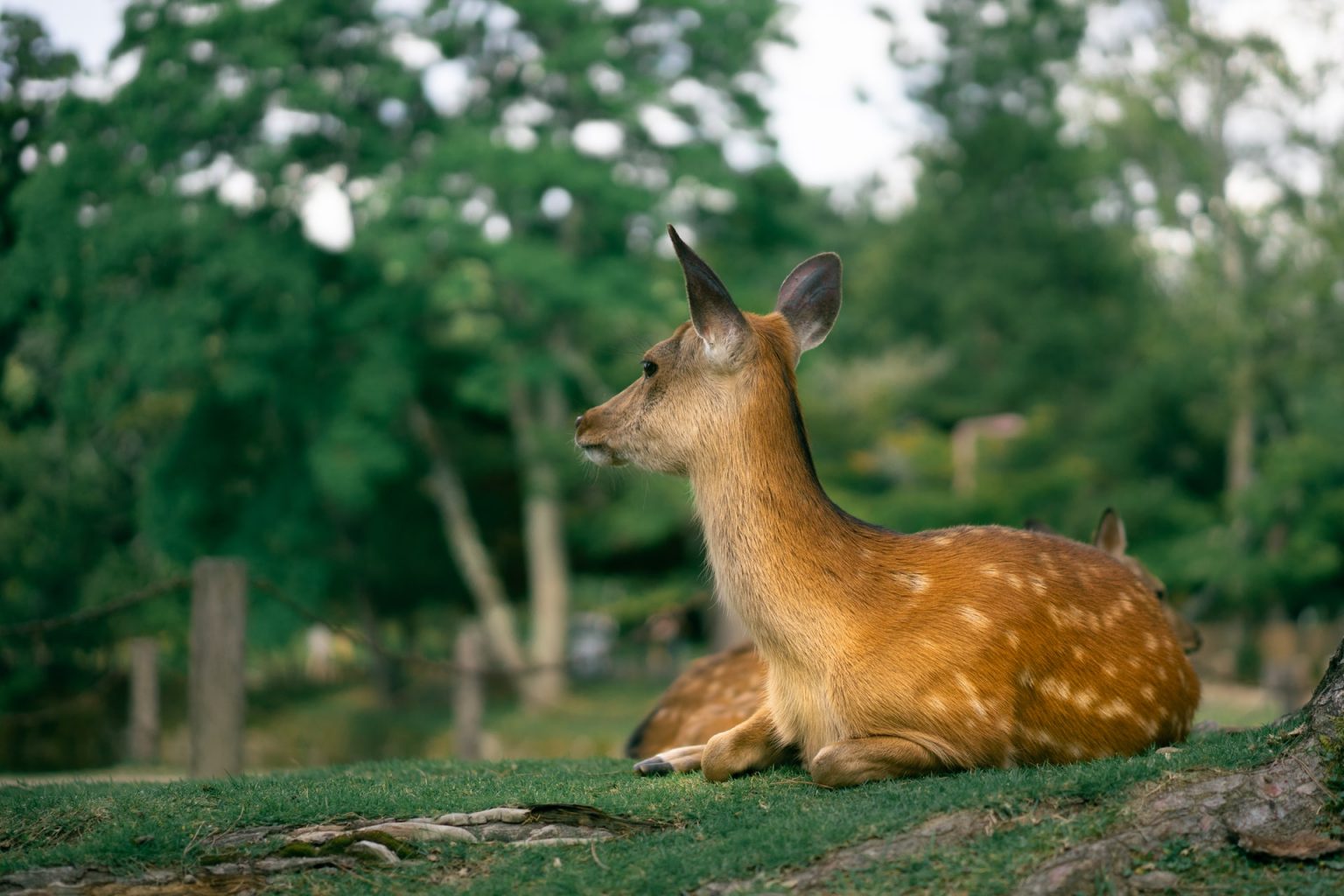 Japanese Passive Form StoryLearning