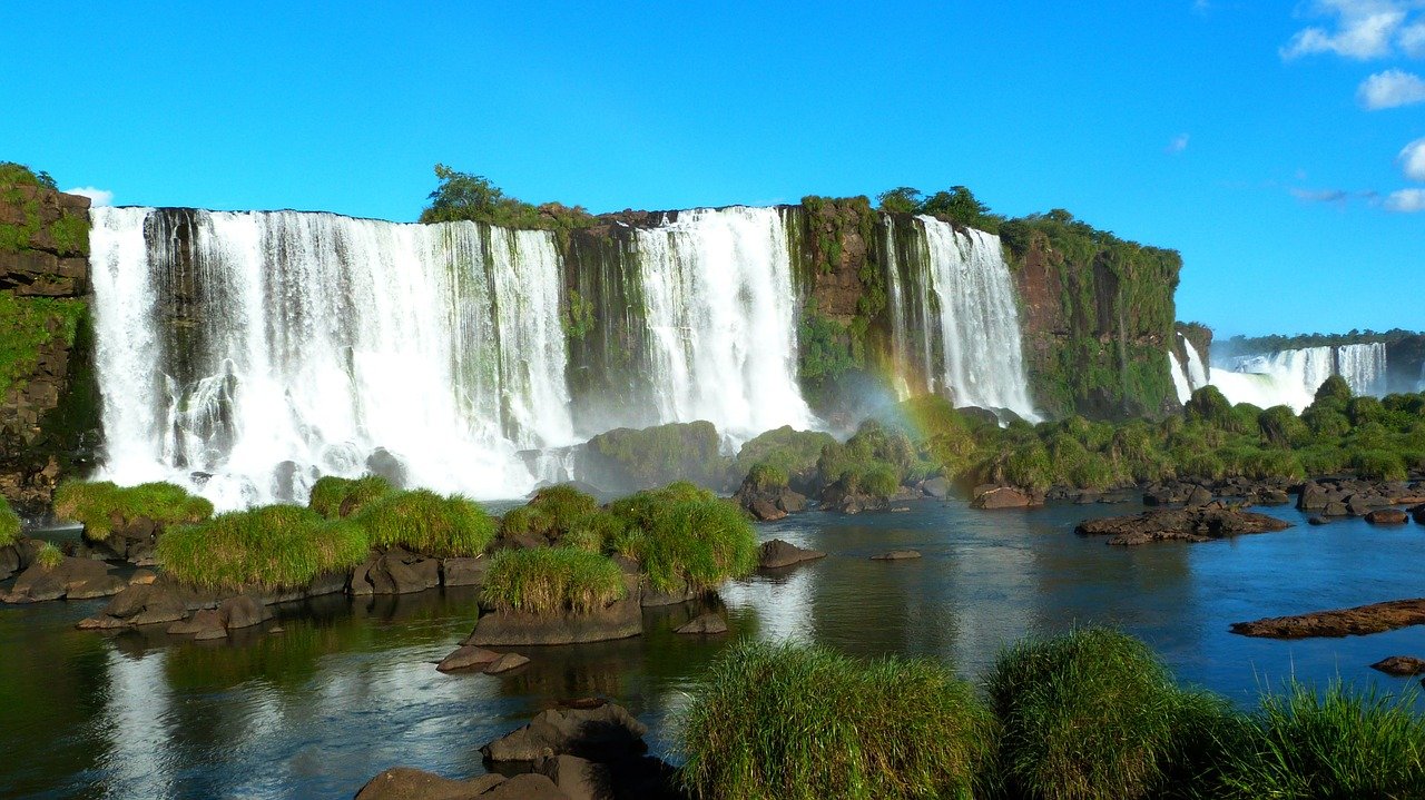 Brazilian wildlife