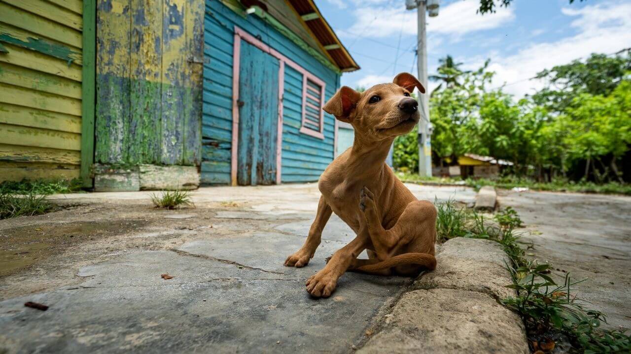 a dog in dominican republic