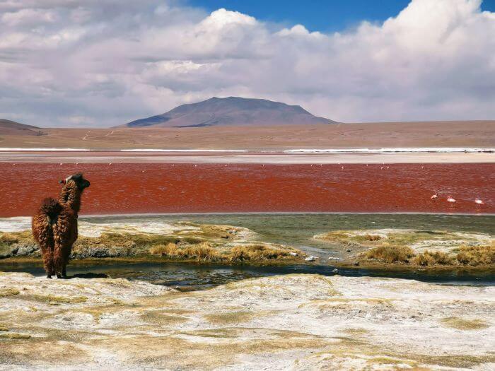 a llama in bolivia