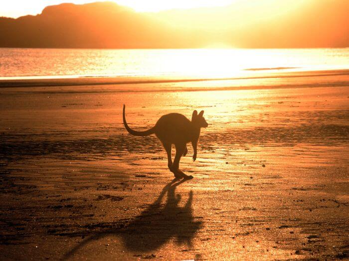 a kangaroo on a beach