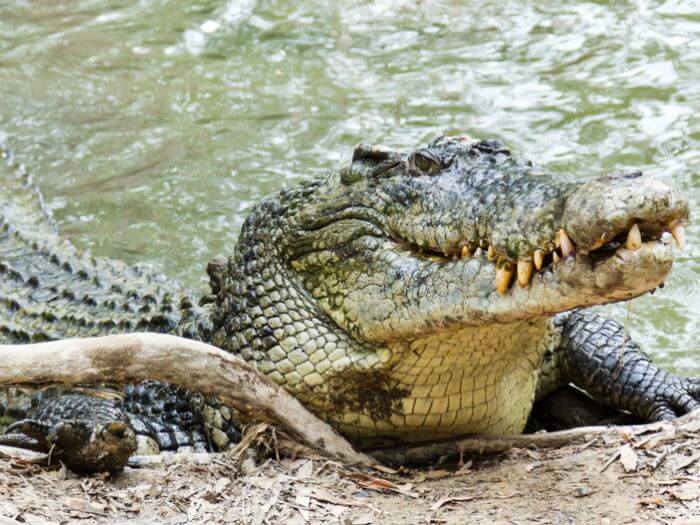 crocodile, saltie