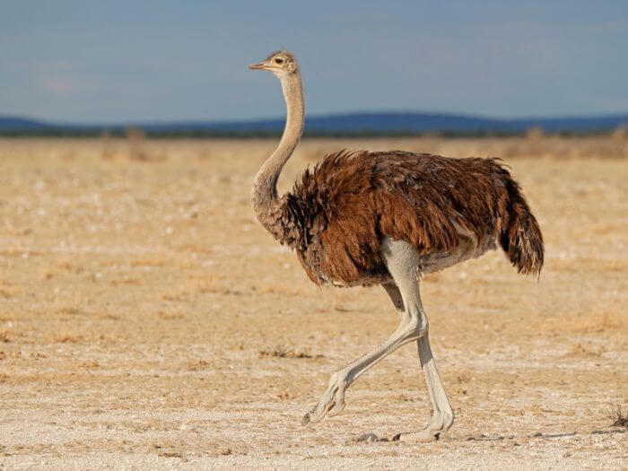 Commonly mispronounced English words ostrich